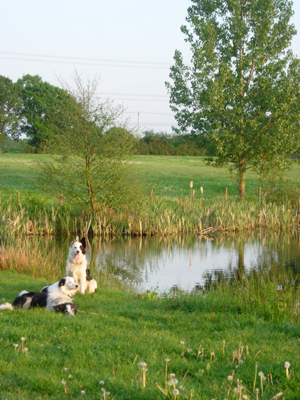 Pyesmead Farm - dogs by the lake