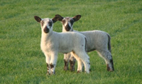 Pyesmead Farm lambs