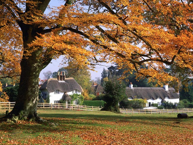 New Forest Hampshire - Pyesmead Farm