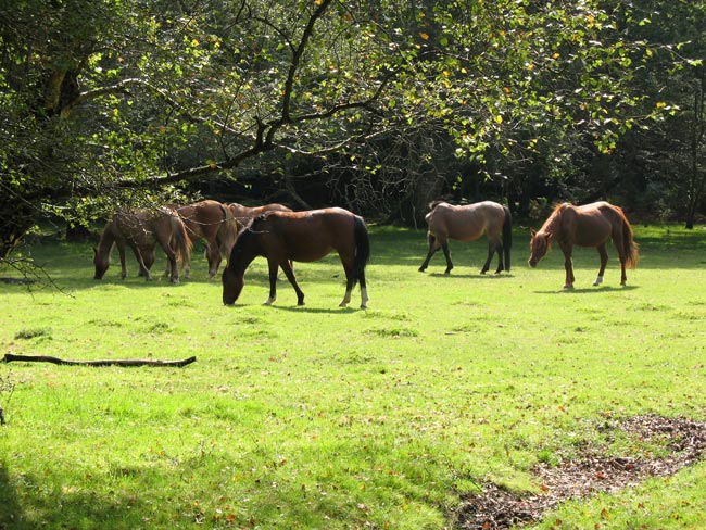 New Forest Ponies - Pyesmead Farm